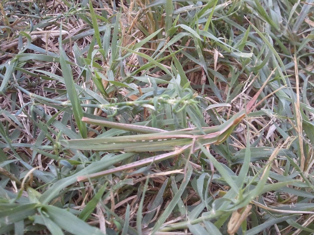 Acrida conica